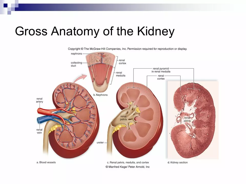 Exploring the connection between calcitriol and kidney function